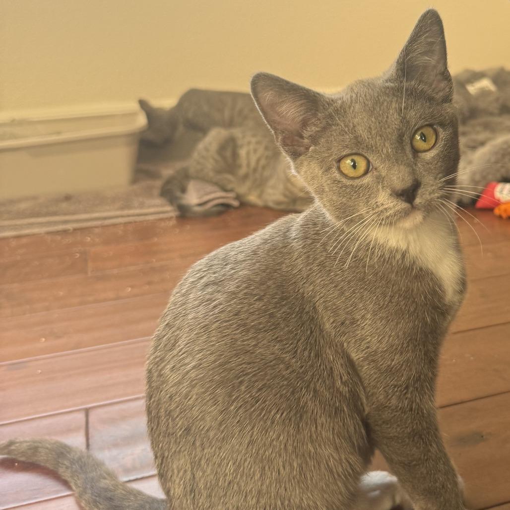 Enlarge Gizmo, a Adoptable Domestic Short Hair in Pleasanton, CA image 3/3