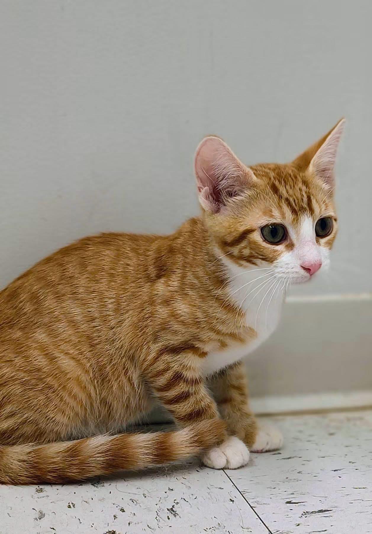 Butterscotch, Adoptable, Kitten Male Domestic Short Hair.