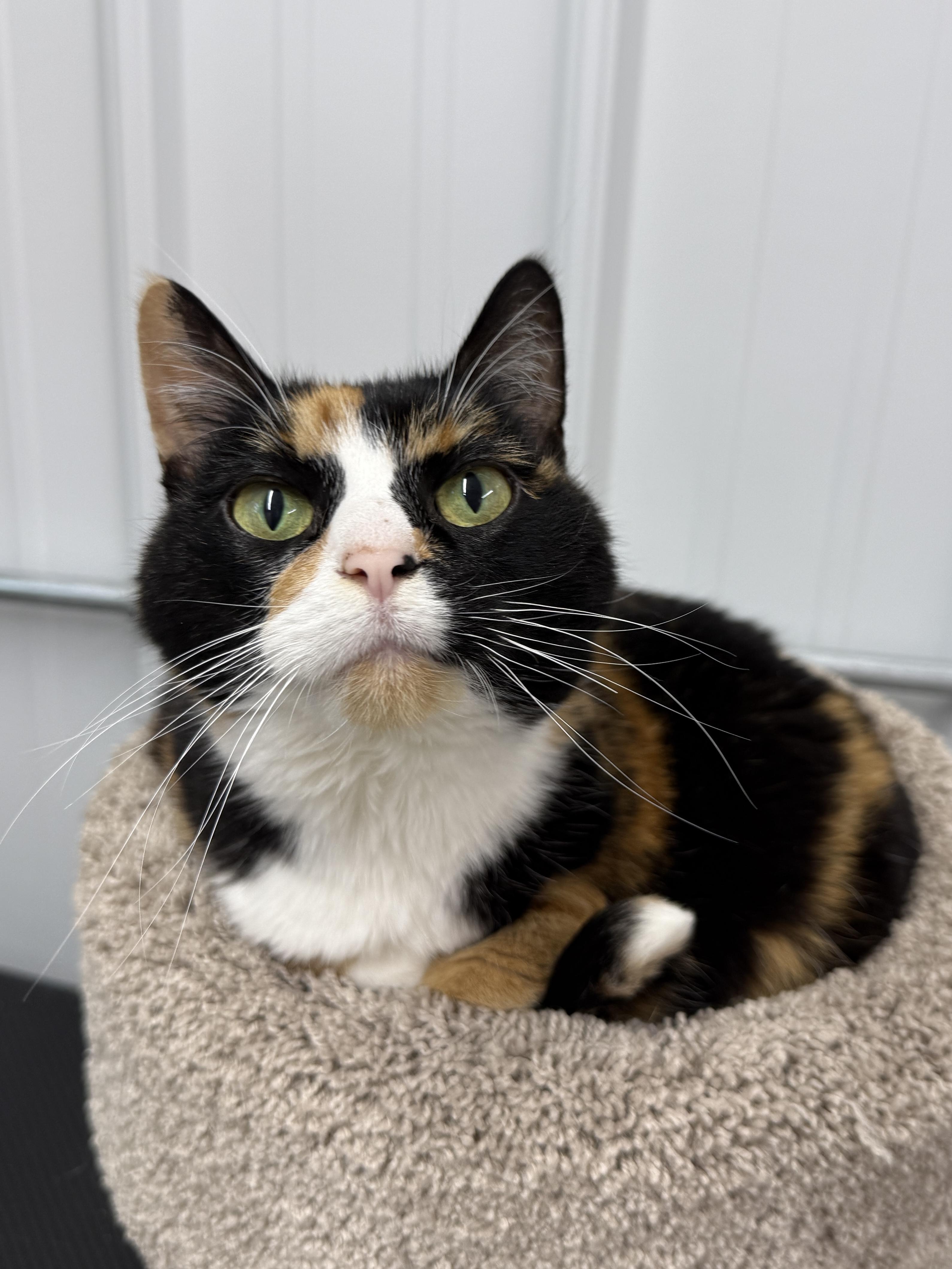 Doozy, a Adoptable Domestic Short Hair in Wautoma, WI image 3/4