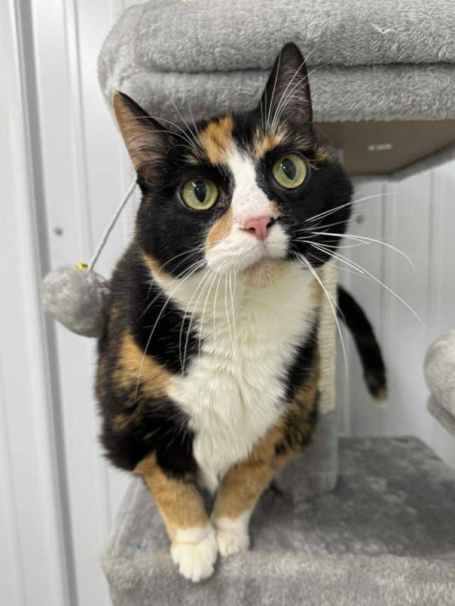 Doozy, a Adoptable Domestic Short Hair in Wautoma, WI image 4/4