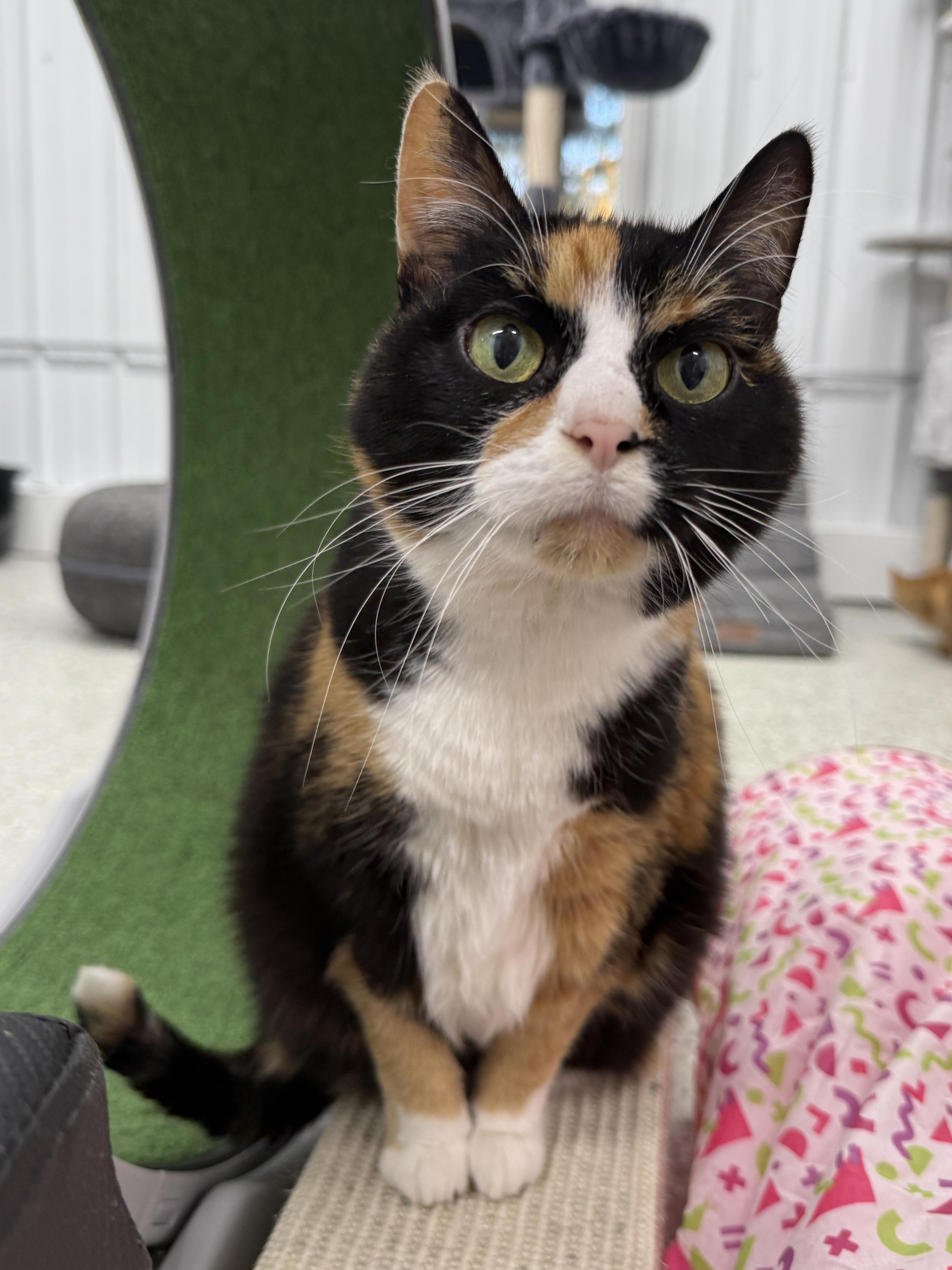 Doozy, a Adoptable Domestic Short Hair in Wautoma, WI image 1/4