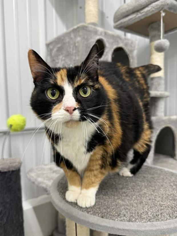 Doozy, Adoptable, Senior Female Domestic Short Hair.