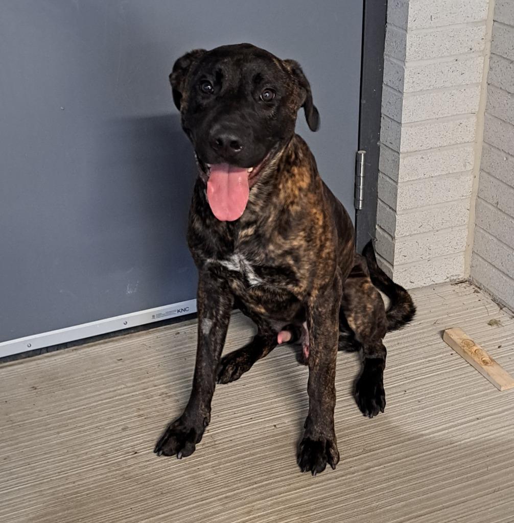 Harry Styles, ADOPTABLE, Young Male Mastiff.