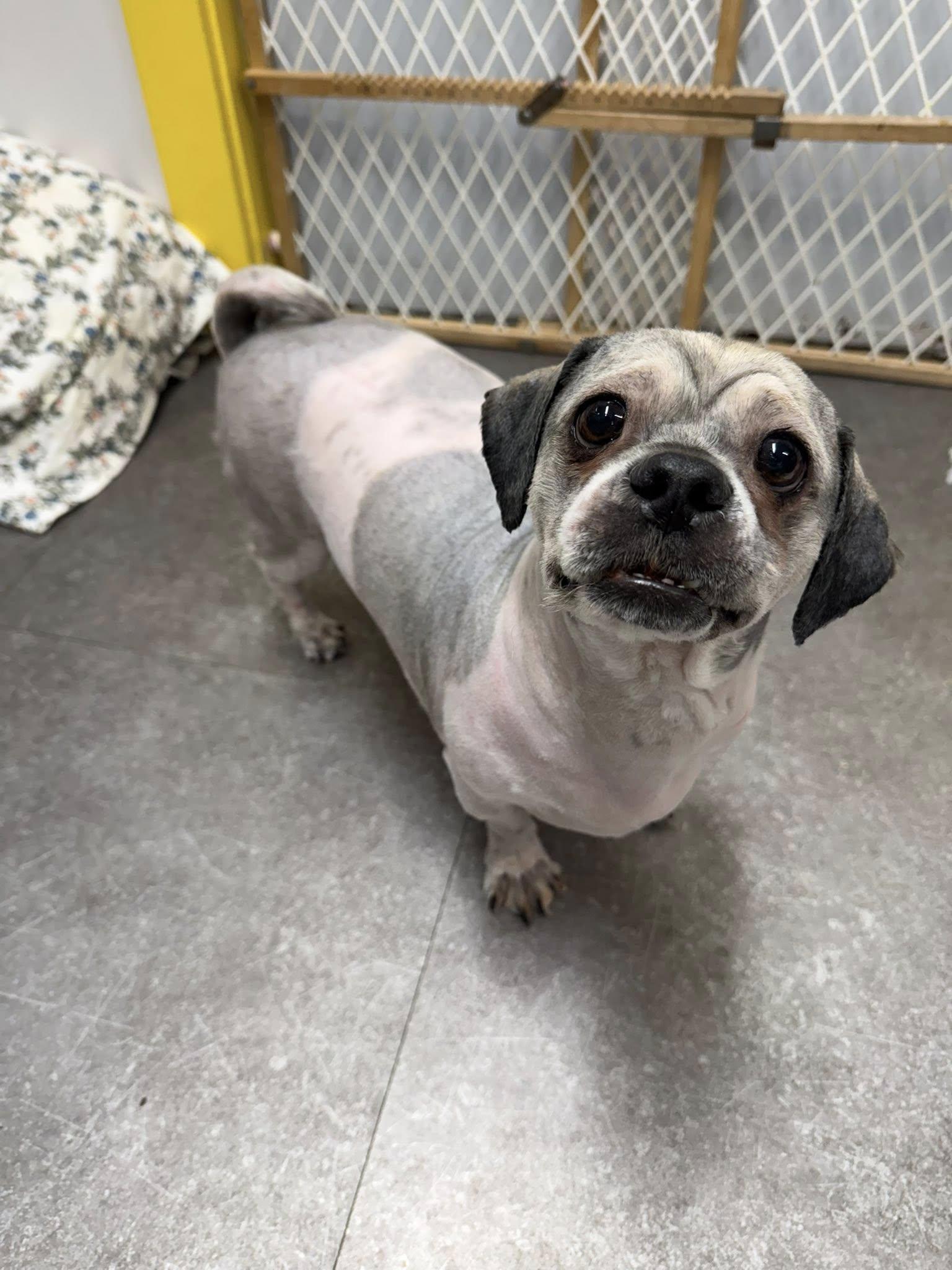 Enlarge Spencer, an adopted Shih Tzu in Delhi, NY image 1/1