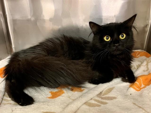Enlarge BATHSHEBA, a Adoptable Domestic Medium Hair in Moreno Valley, CA image 1/1