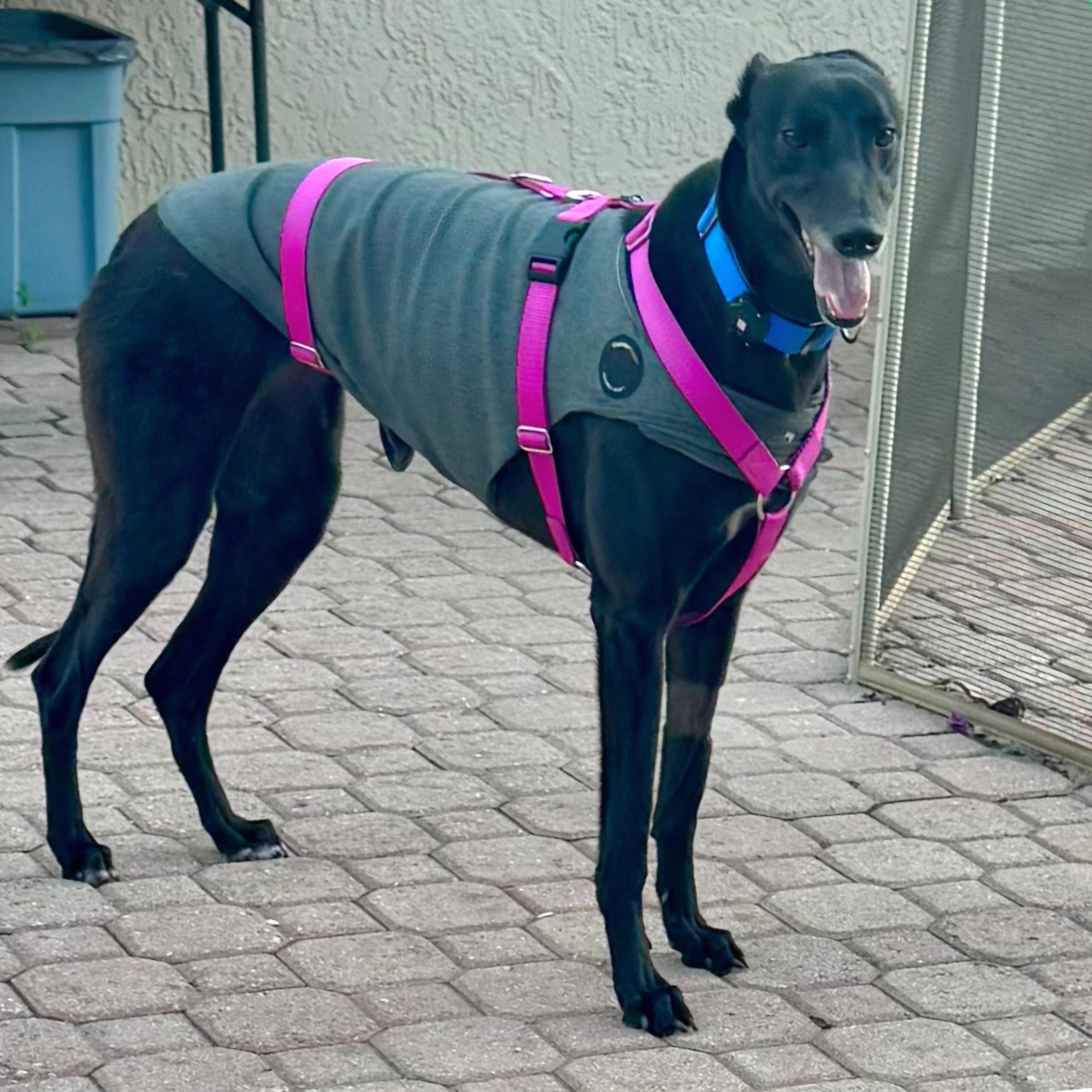 Dancin Catlady (Kitty), Adoptable, Adult Female Greyhound.