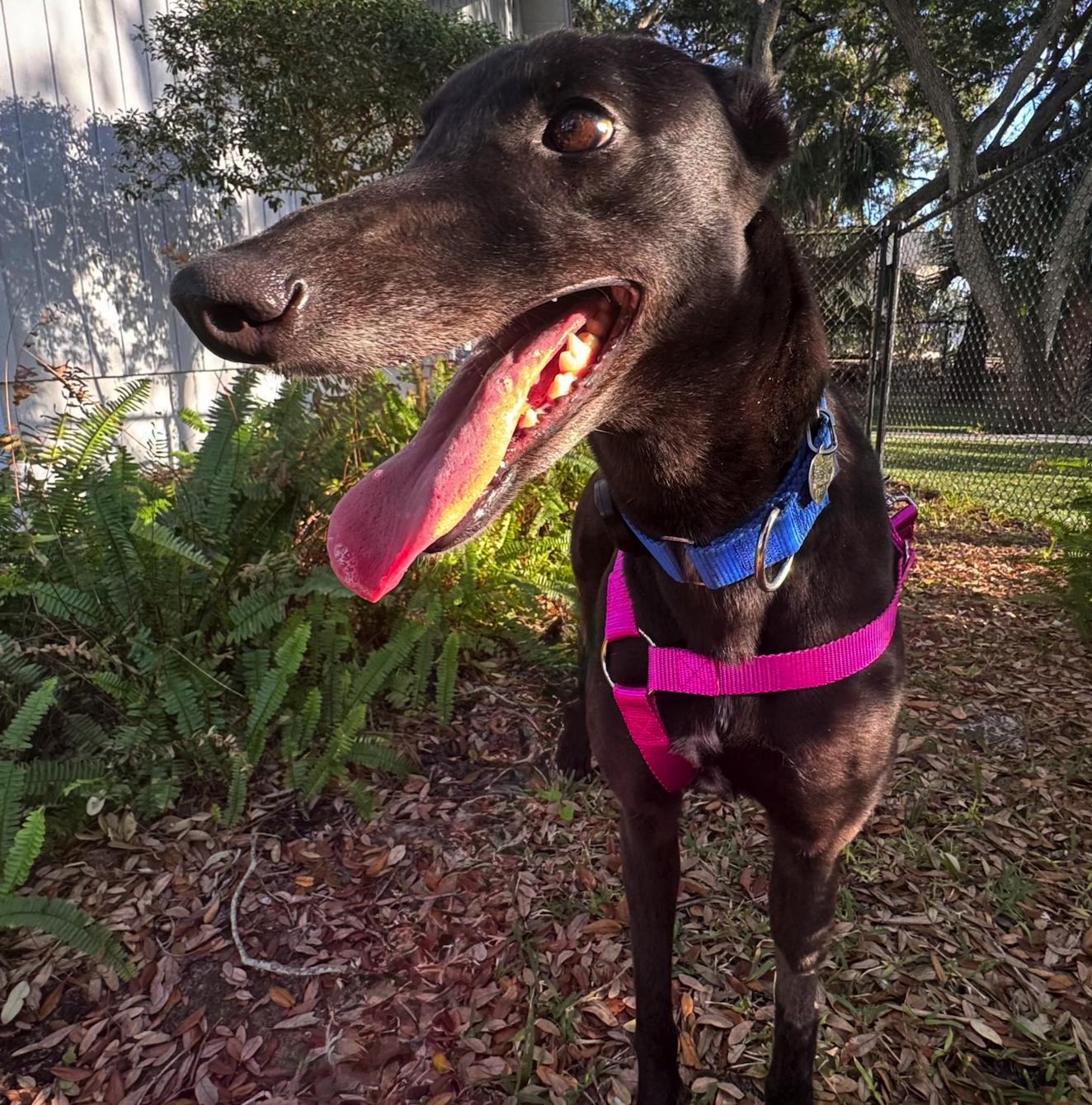 Enlarge Dancin Catlady (Kitty), a Adoptable Greyhound in Tarpon Springs, FL image 3/6