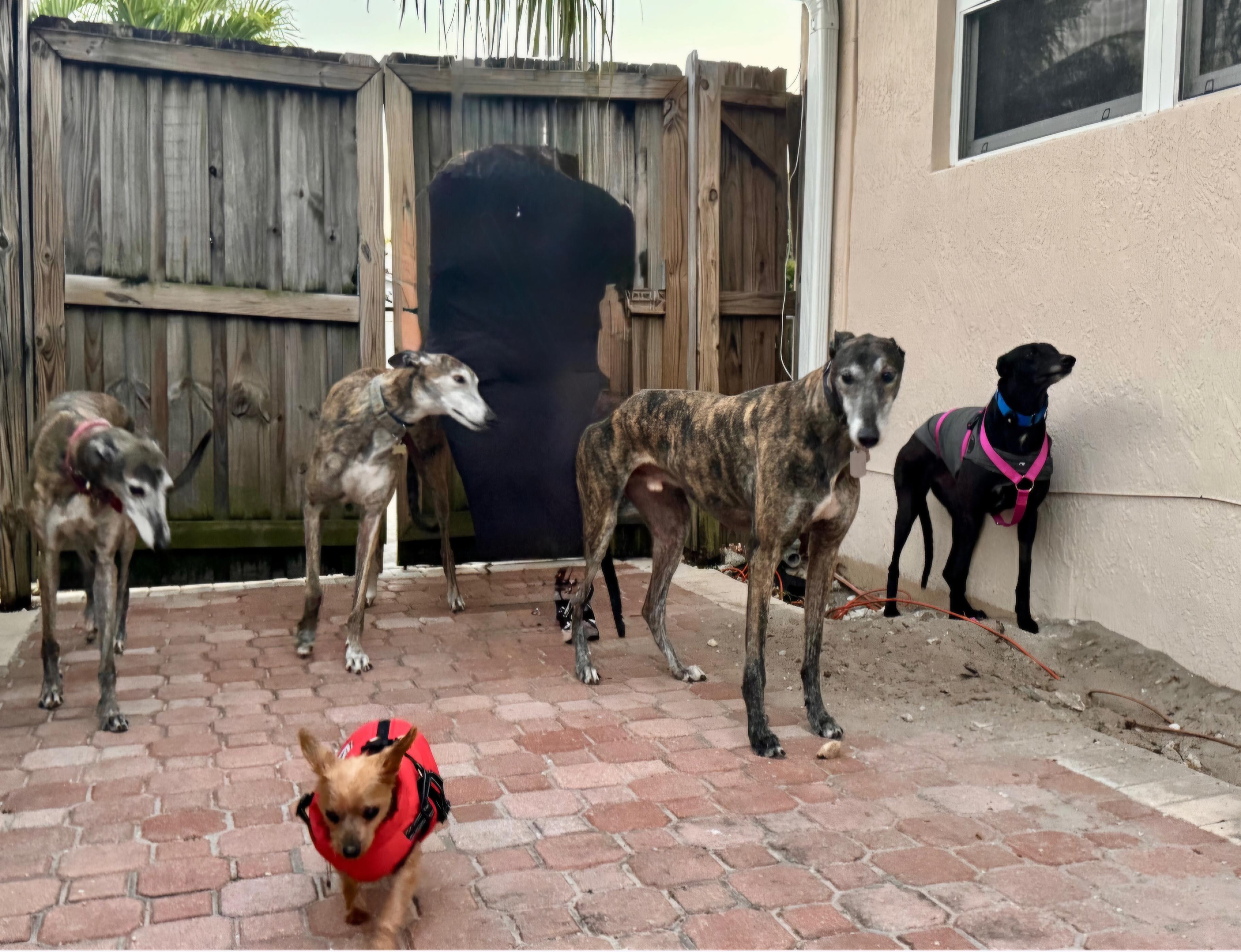 Enlarge Dancin Catlady (Kitty), a Adoptable Greyhound in Tarpon Springs, FL image 4/6