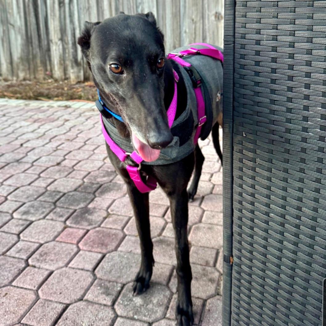 Enlarge Dancin Catlady (Kitty), a Adoptable Greyhound in Tarpon Springs, FL image 5/6
