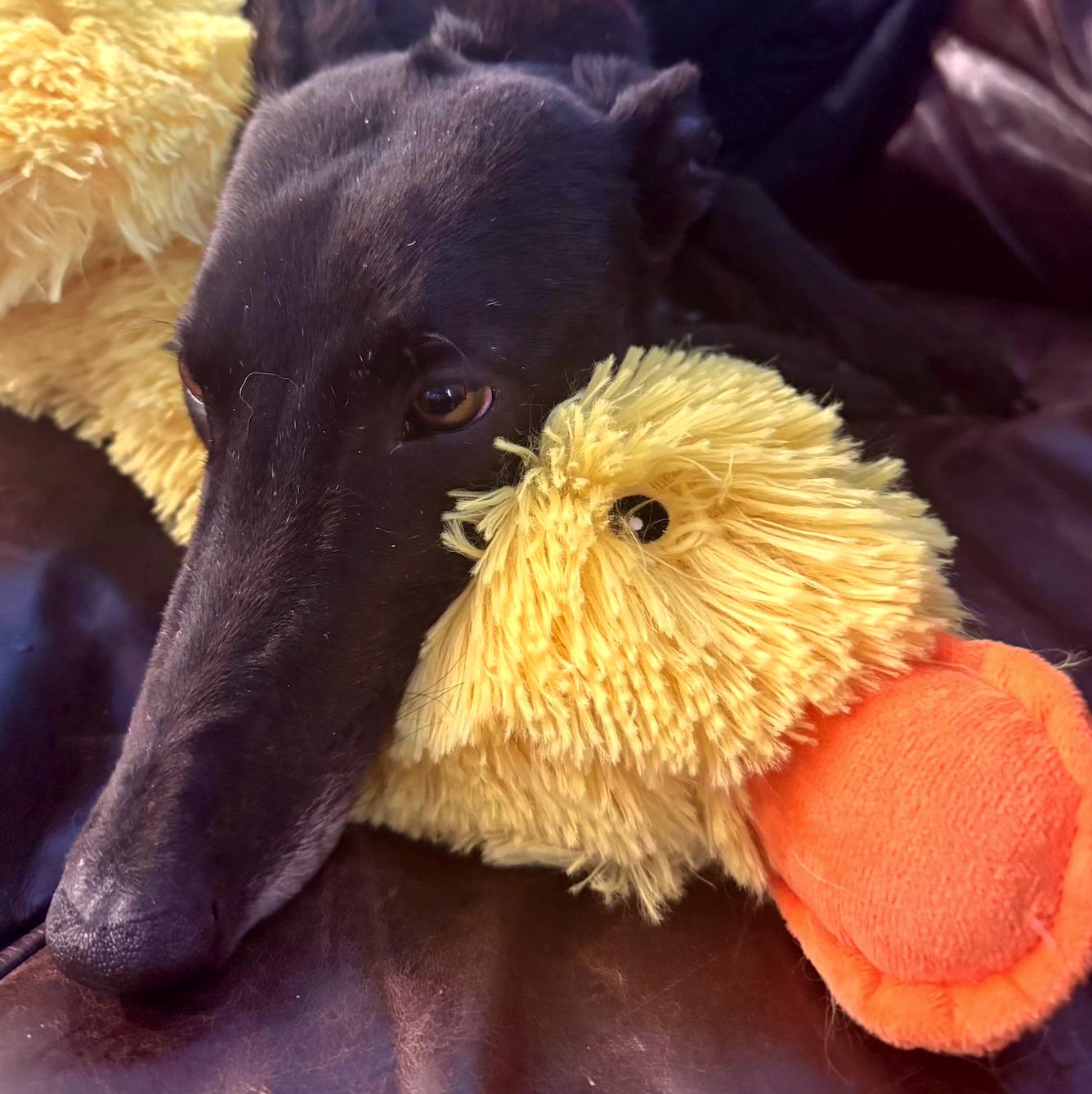 Enlarge Dancin Catlady (Kitty), a Adoptable Greyhound in Tarpon Springs, FL image 5/6