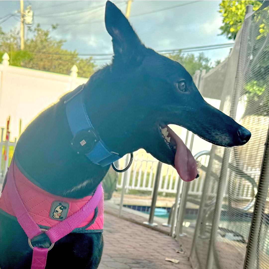 Enlarge Dancin Catlady (Kitty), a Adoptable Greyhound in Tarpon Springs, FL image 6/6
