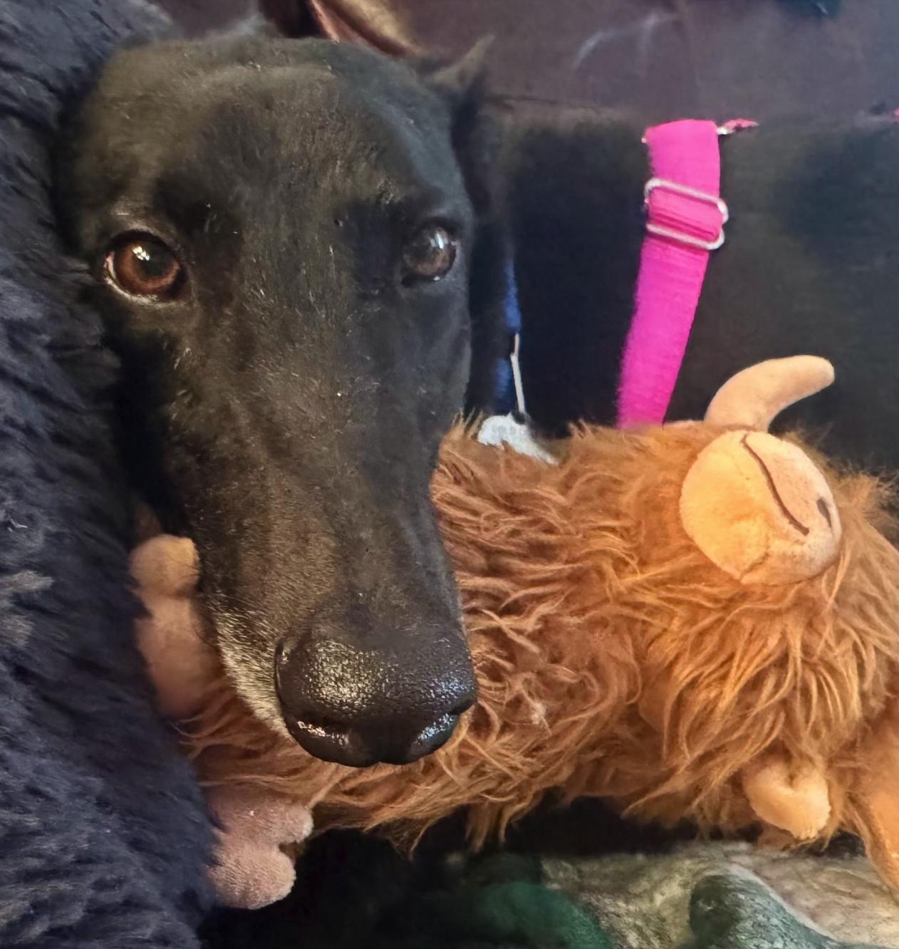 Enlarge Dancin Catlady (Kitty), a Adoptable Greyhound in Tarpon Springs, FL image 6/6