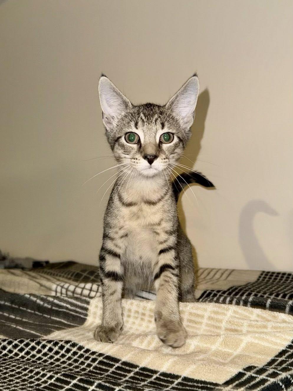 Flash(now Socks) (The Storm Litter), Adopted, Kitten Female Oriental Short Hair & Domestic Short Hair.