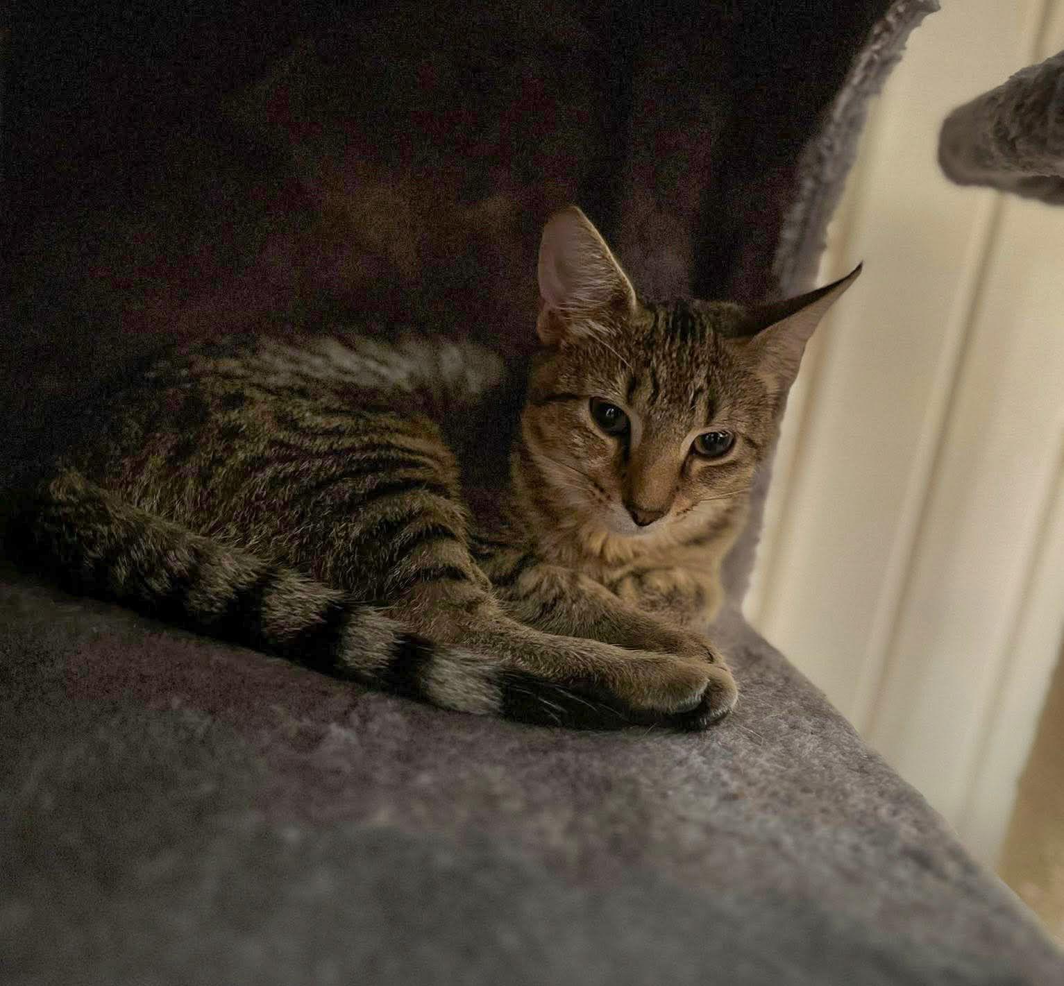 Enlarge Flash(now Socks) (The Storm Litter), a Adopted mixed breed in Mattoon, IL image 2/2