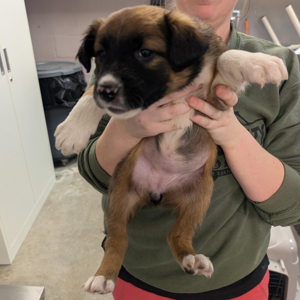 Sponge, Adoptable, Puppy Female Mixed Breed.