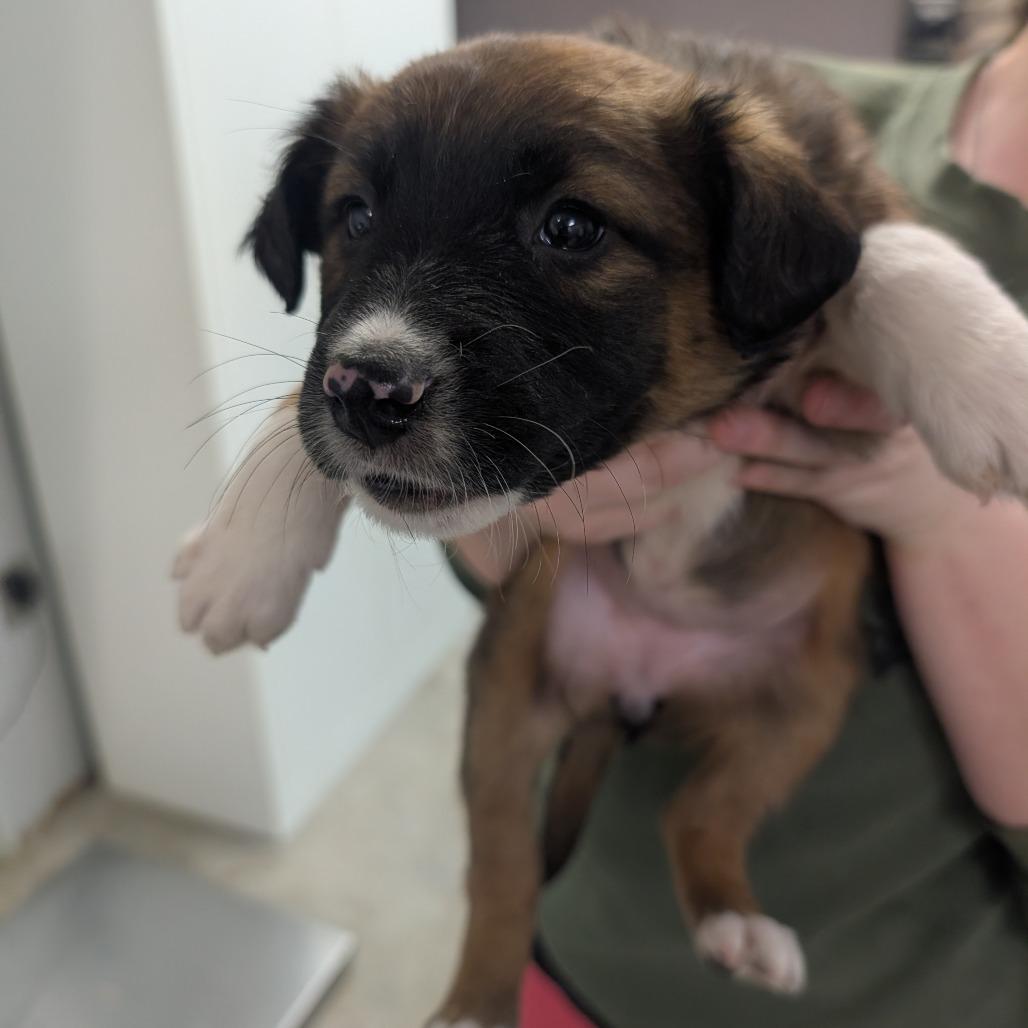 Sponge, a Adoptable Mixed Breed in Emporia, KS image 2/2