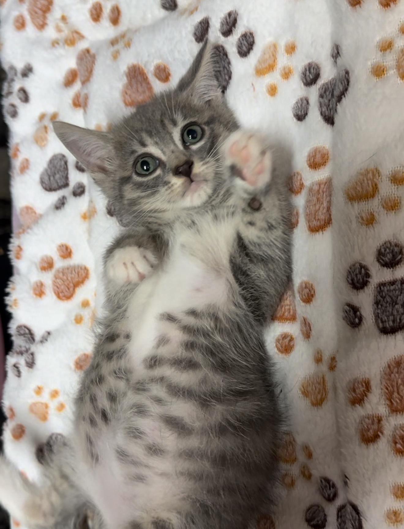 Phish and Tuna (m/f pair) — thumbnail 6