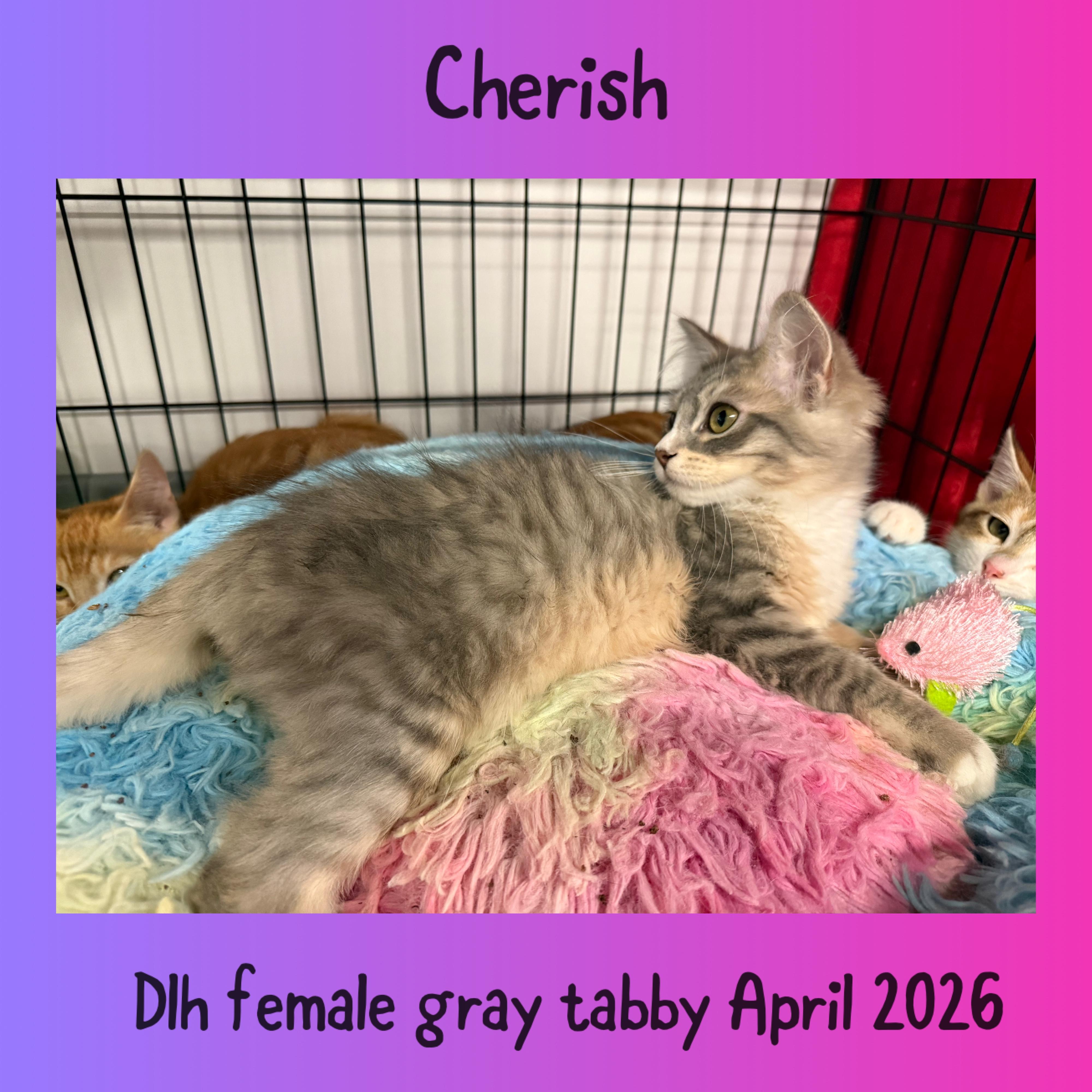 Cherish, adopted, Kitten Female Domestic Long Hair.
