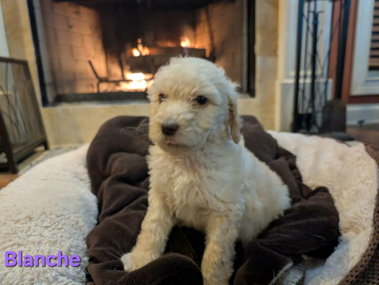 Enlarge Blanche, a Adoptable mixed breed in Croydon, NH image 1/1