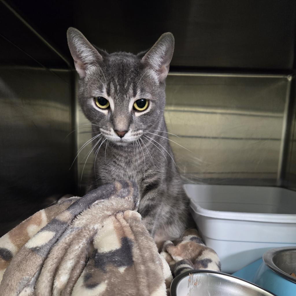 Charlie, ADOPTABLE, Adult Female Domestic Short Hair.