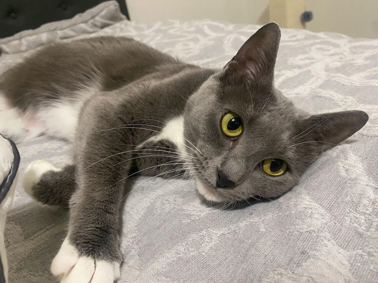 Enlarge Linda, a Adoptable Domestic Short Hair in New Albany, OH image 1/1