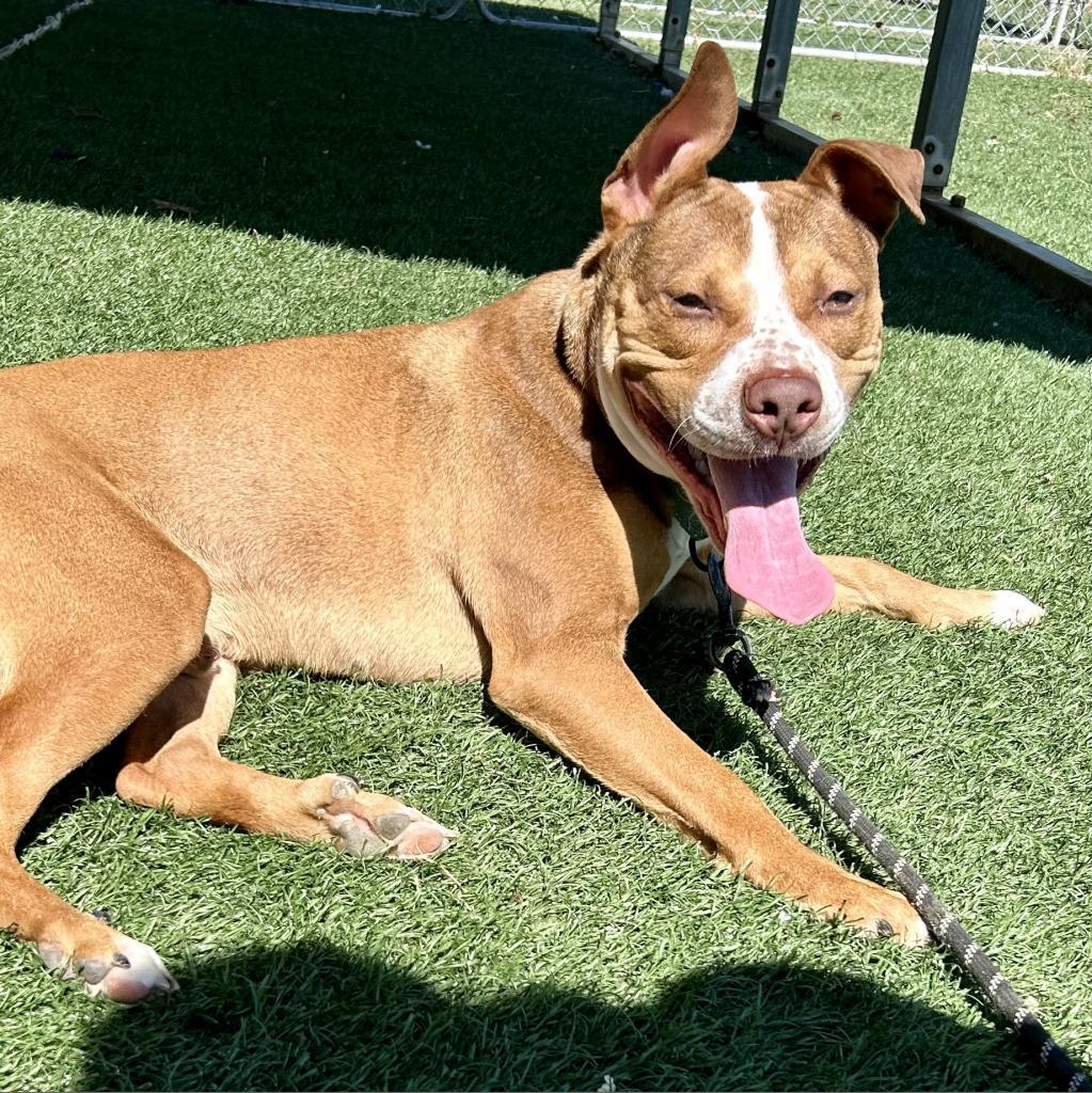 Enlarge Groot, a Adoptable Mixed Breed in Bennettsville, SC image 1/1