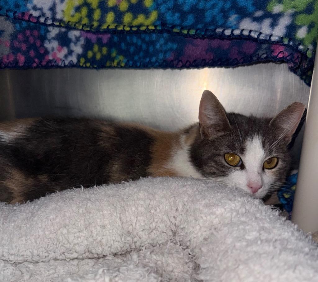 Cali, Adoptable, Young Female Domestic Short Hair.