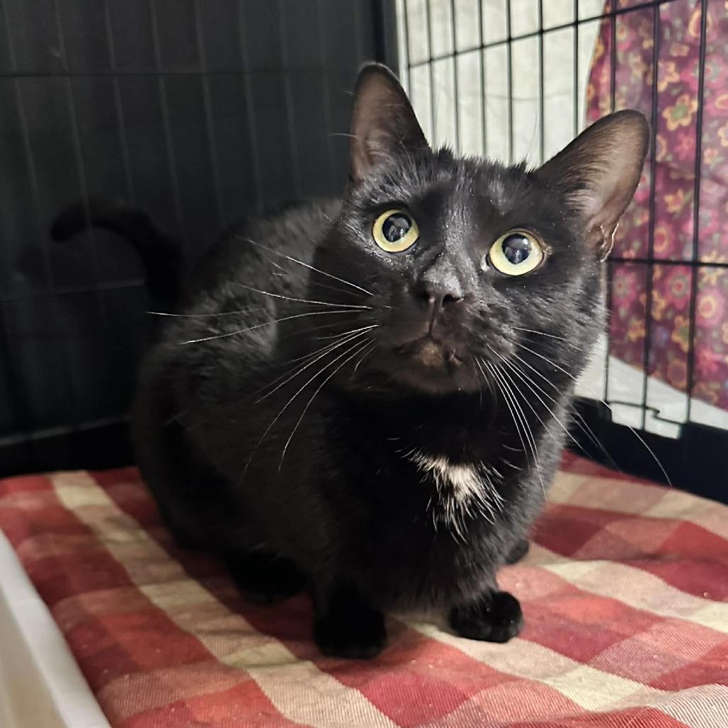 Jenna CI 17, Adoptable, Adult Female Domestic Short Hair.