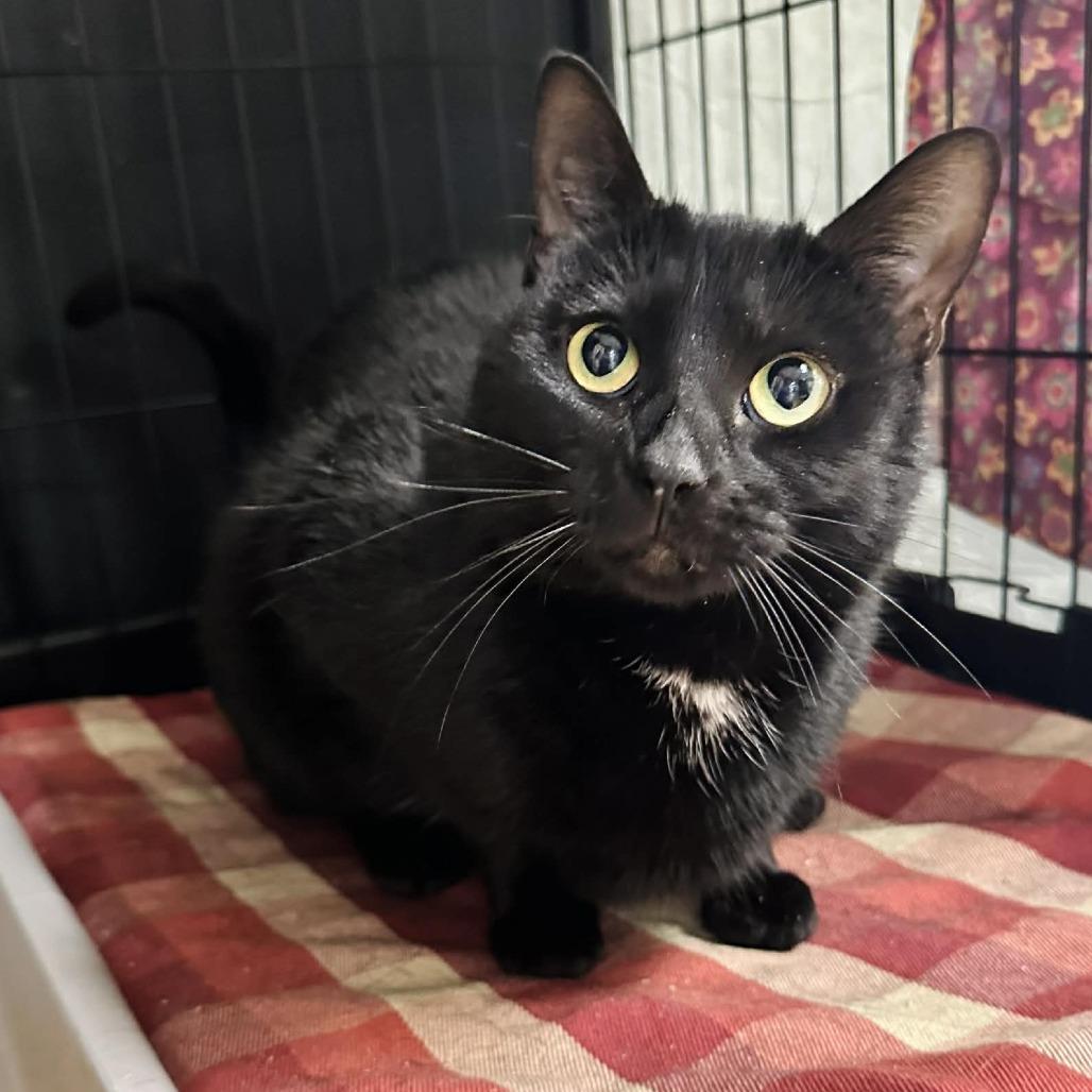 Enlarge Jenna CI 17, a Adoptable Domestic Short Hair in Union, MO image 2/2