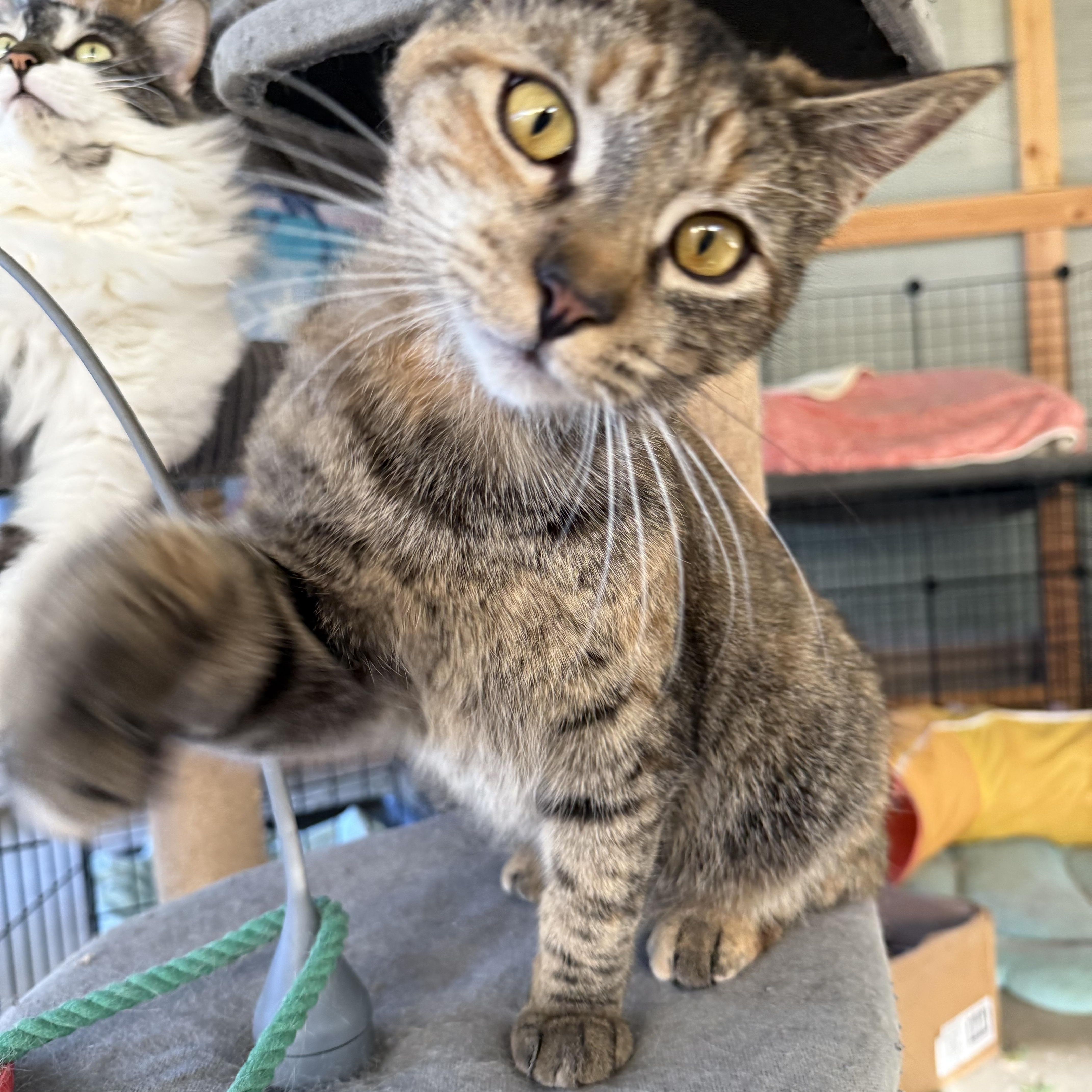 Enlarge Cookie , a Adoptable Domestic Short Hair in Hanford, CA image 2/3