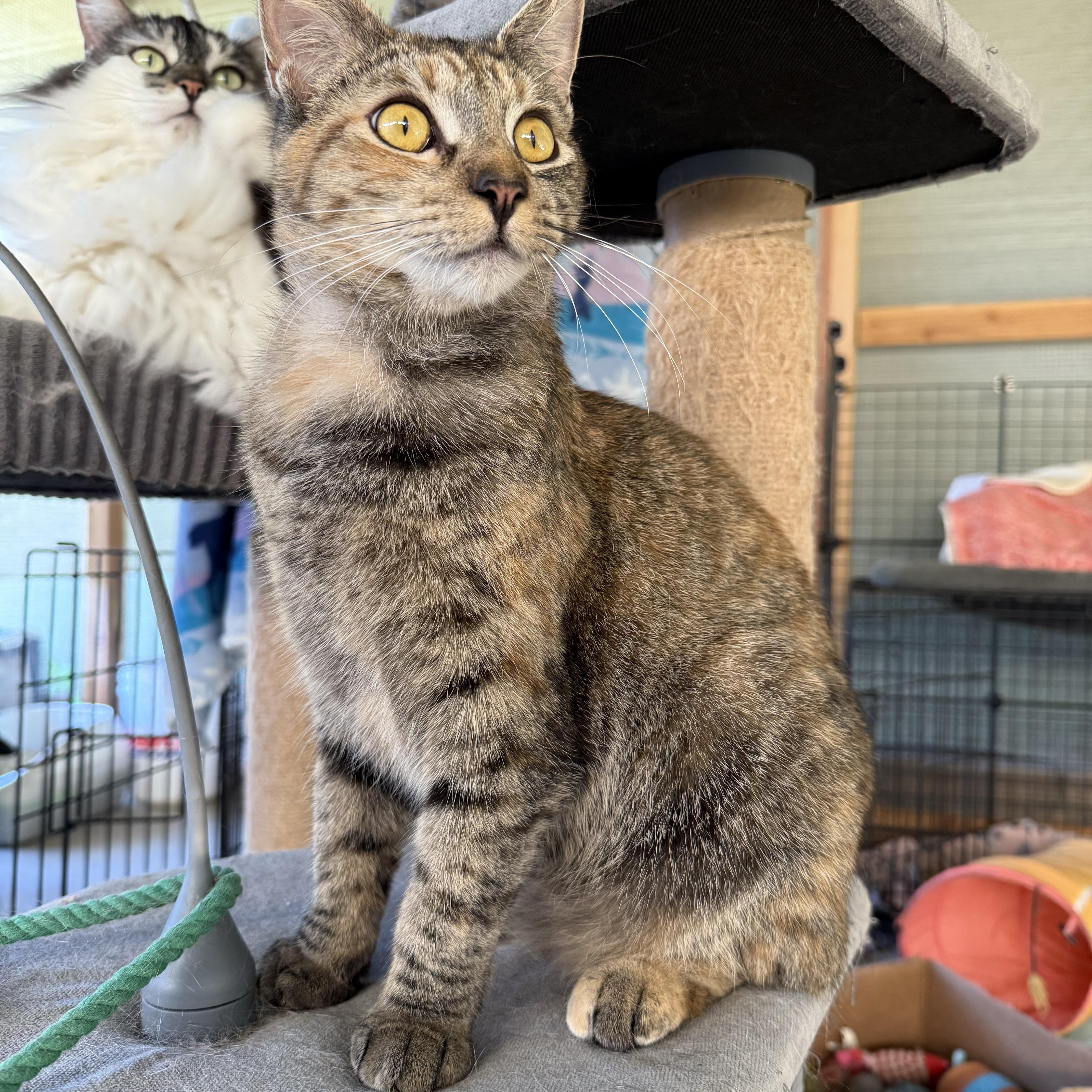 Enlarge Cookie , a Adoptable Domestic Short Hair in Hanford, CA image 3/3