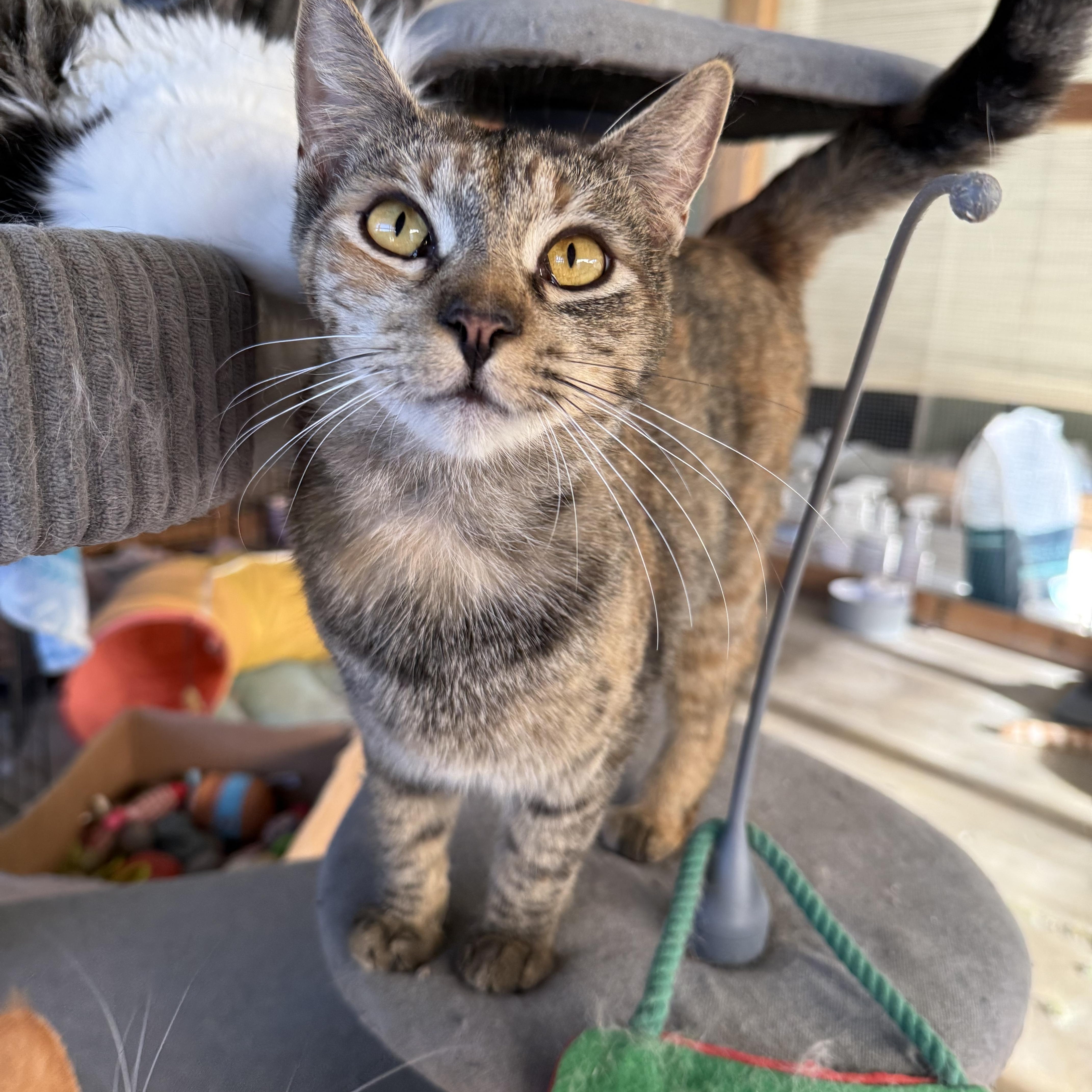 Enlarge Cookie , a Adoptable Domestic Short Hair in Hanford, CA image 1/3