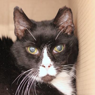 Sadie, a ADOPTABLE Domestic Short Hair in Hilliard, OH image 3/3