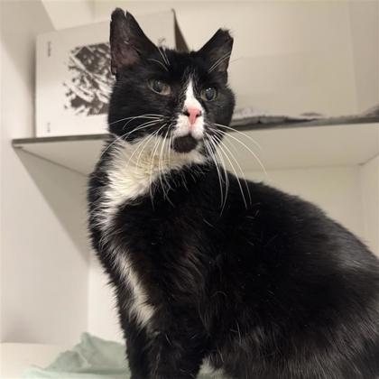 Sadie, a ADOPTABLE Domestic Short Hair in Hilliard, OH image 1/3