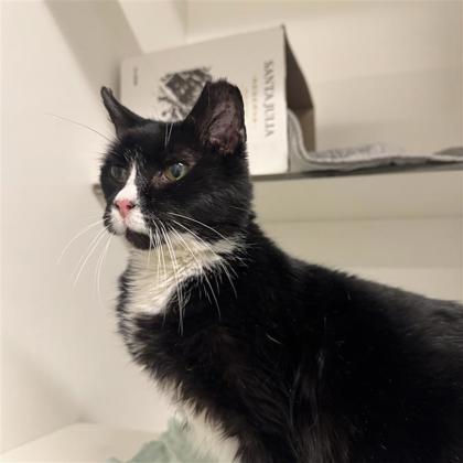 Sadie, a ADOPTABLE Domestic Short Hair in Hilliard, OH image 2/3