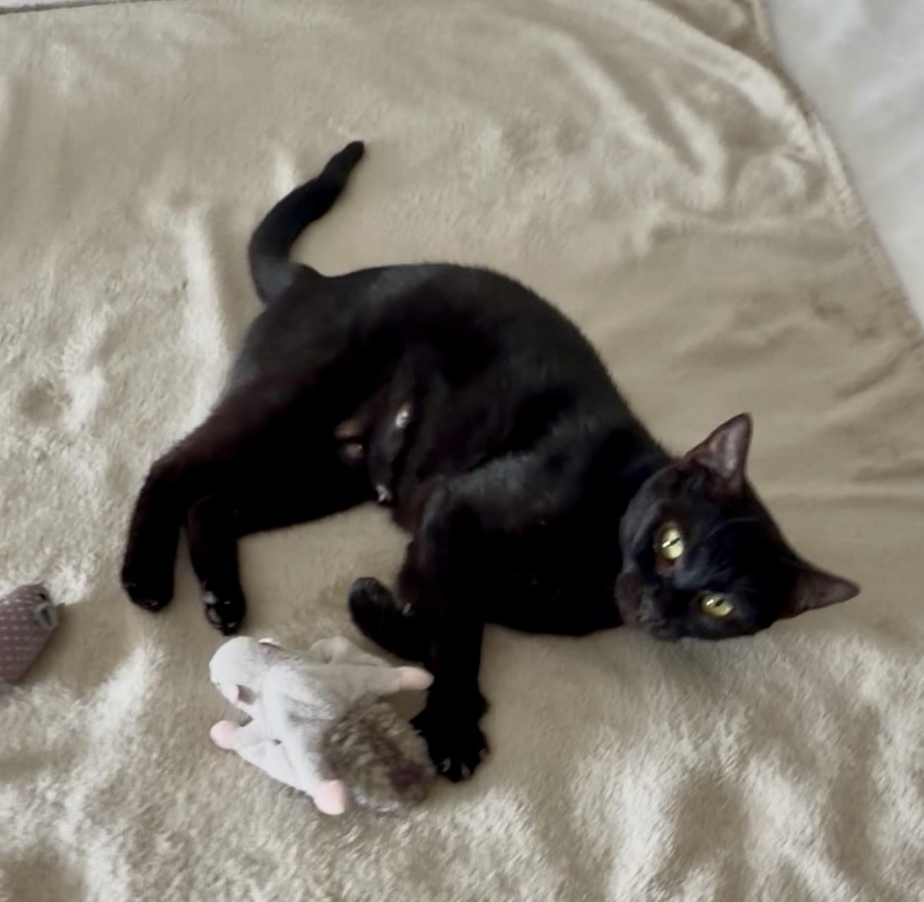 CeCe, Adoptable, Adult Female American Shorthair.