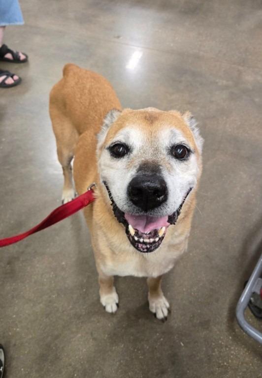 Enlarge Rusty, a Adoptable mixed breed in Ballwin, MO image 1/4