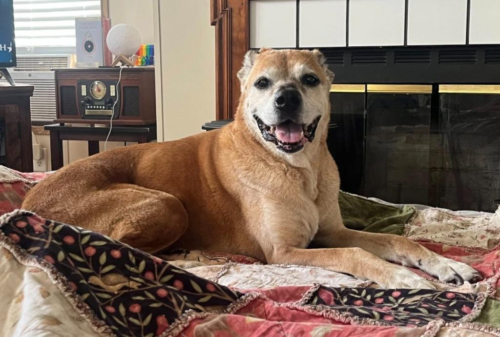 Enlarge Rusty, a Adoptable mixed breed in Ballwin, MO image 2/4