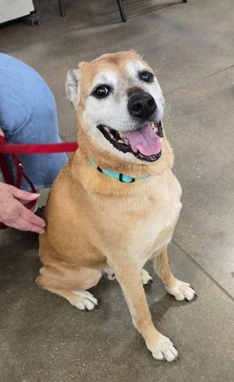Enlarge Rusty, a Adoptable mixed breed in Ballwin, MO image 3/4