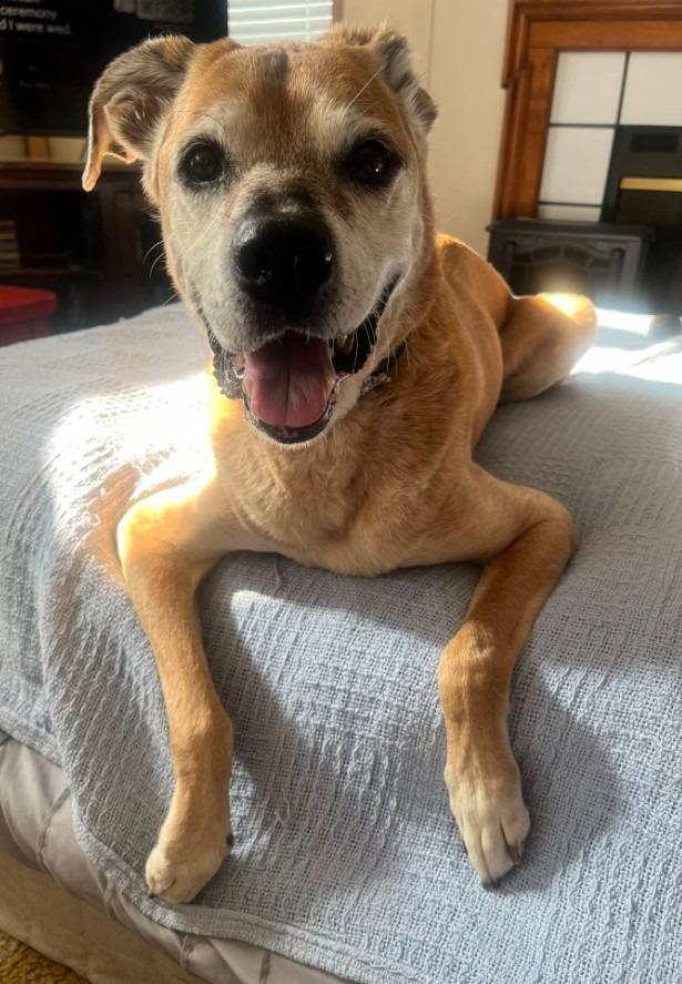Enlarge Rusty, a Adoptable mixed breed in Ballwin, MO image 4/4
