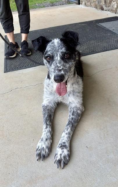 Ed, Adoptable, Adult Male Australian Cattle Dog / Blue Heeler & Retriever.
