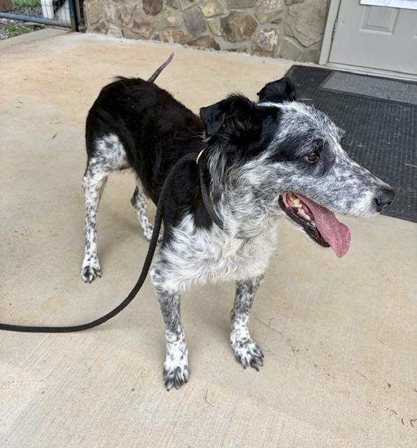 Ed, a Adoptable mixed breed in Mocksville, NC image 2/3