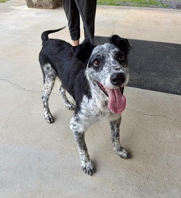 Ed, a Adoptable mixed breed in Mocksville, NC image 3/3