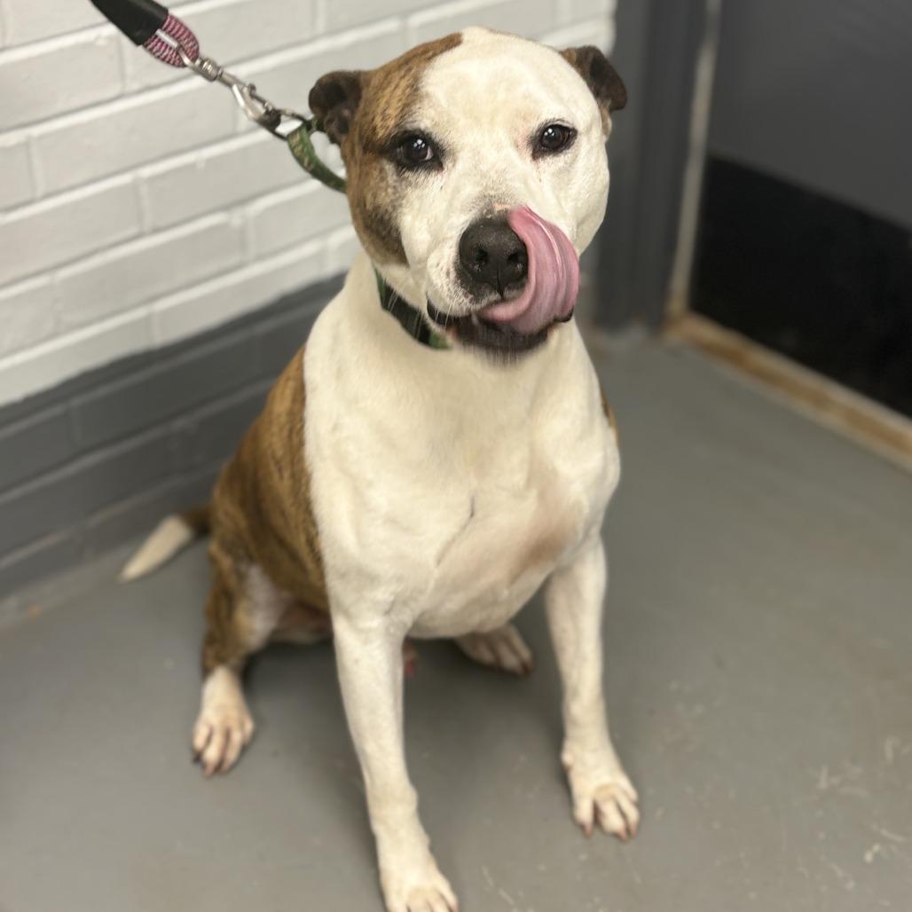 Bud, Adoptable, Senior Male Pit Bull Terrier & Mixed Breed.