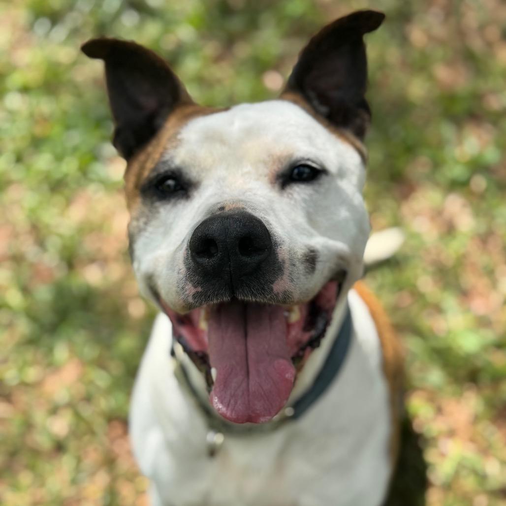 Bud, a Adoptable mixed breed in Peachtree City, GA image 3/3