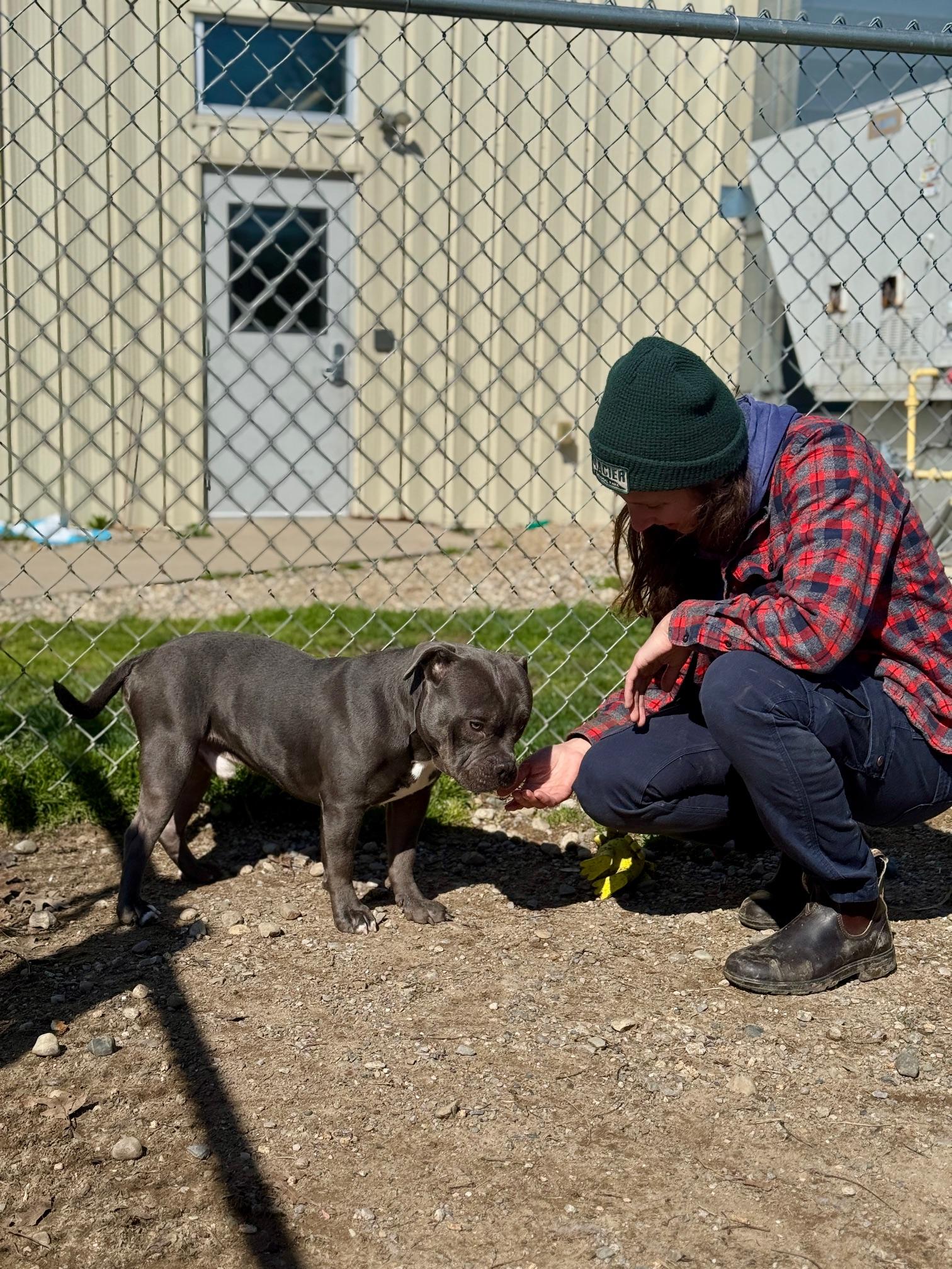 Enlarge King, an adopted mixed breed in Benton Harbor, MI image 3/6