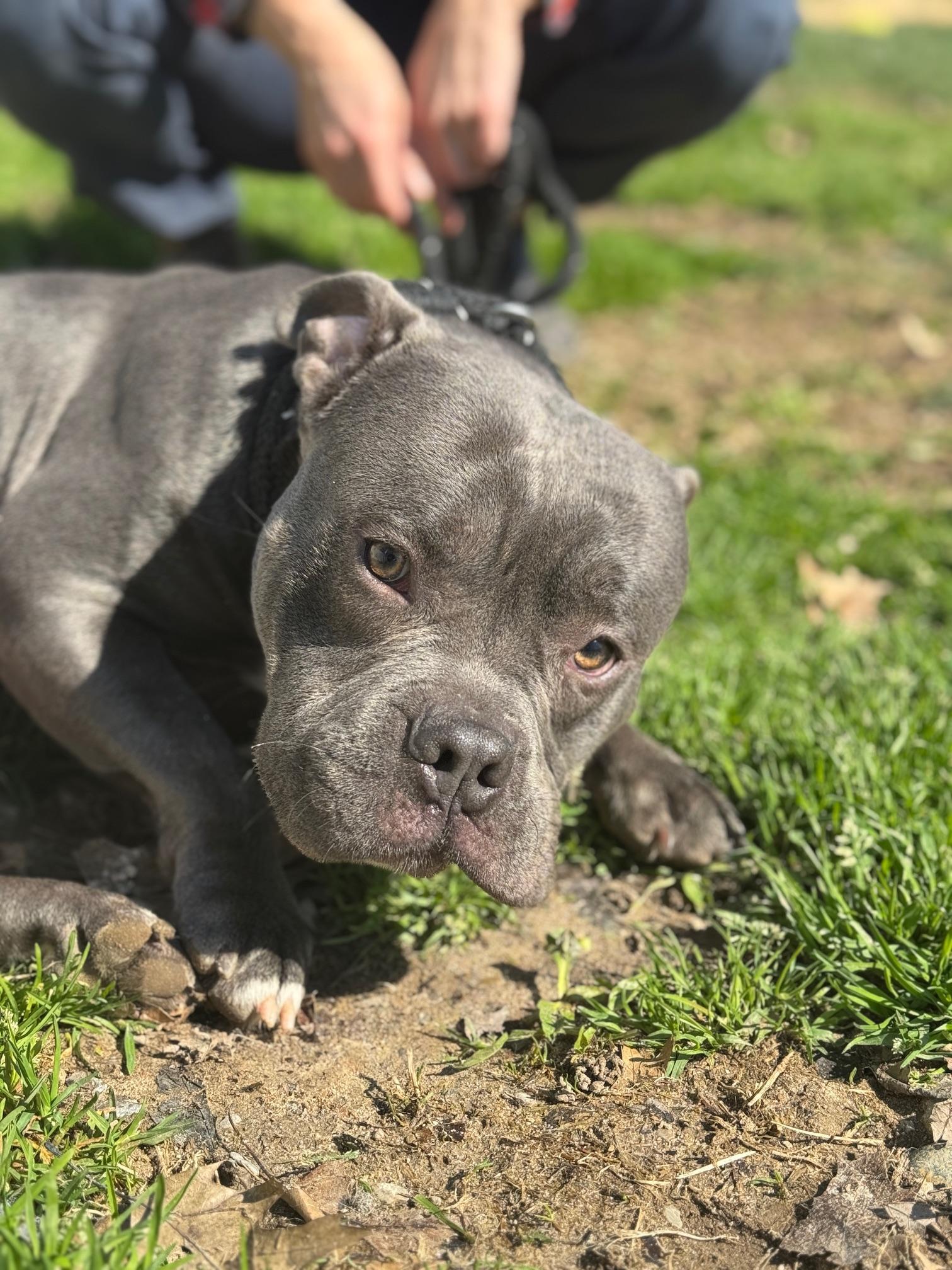 Enlarge King, an adopted mixed breed in Benton Harbor, MI image 5/6