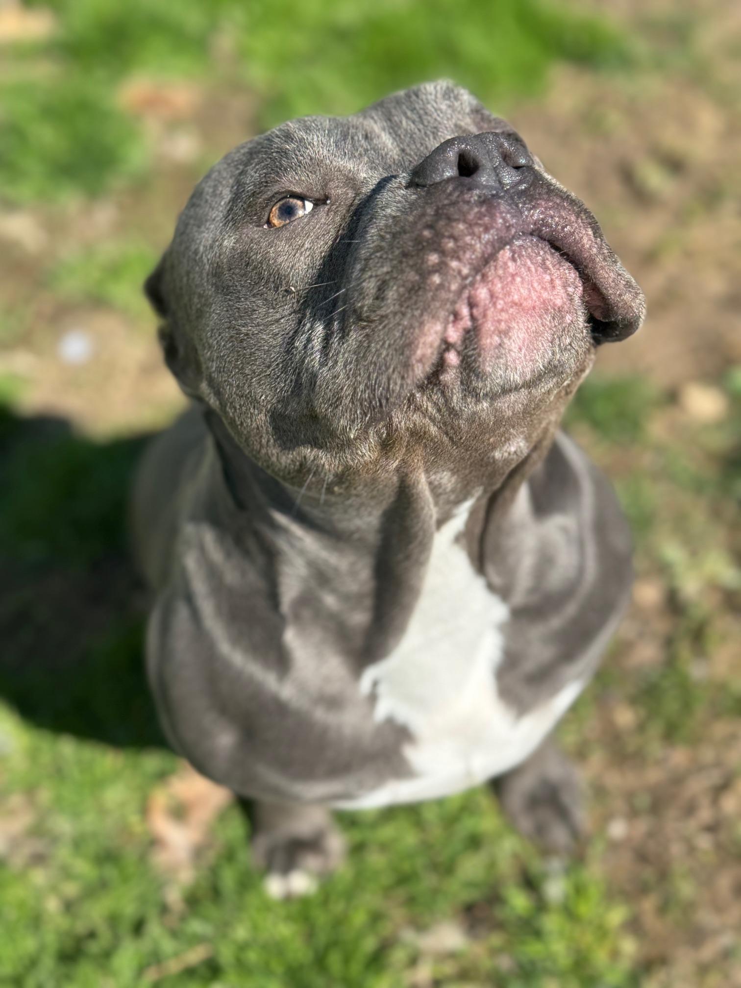 Enlarge King, an adopted mixed breed in Benton Harbor, MI image 2/6