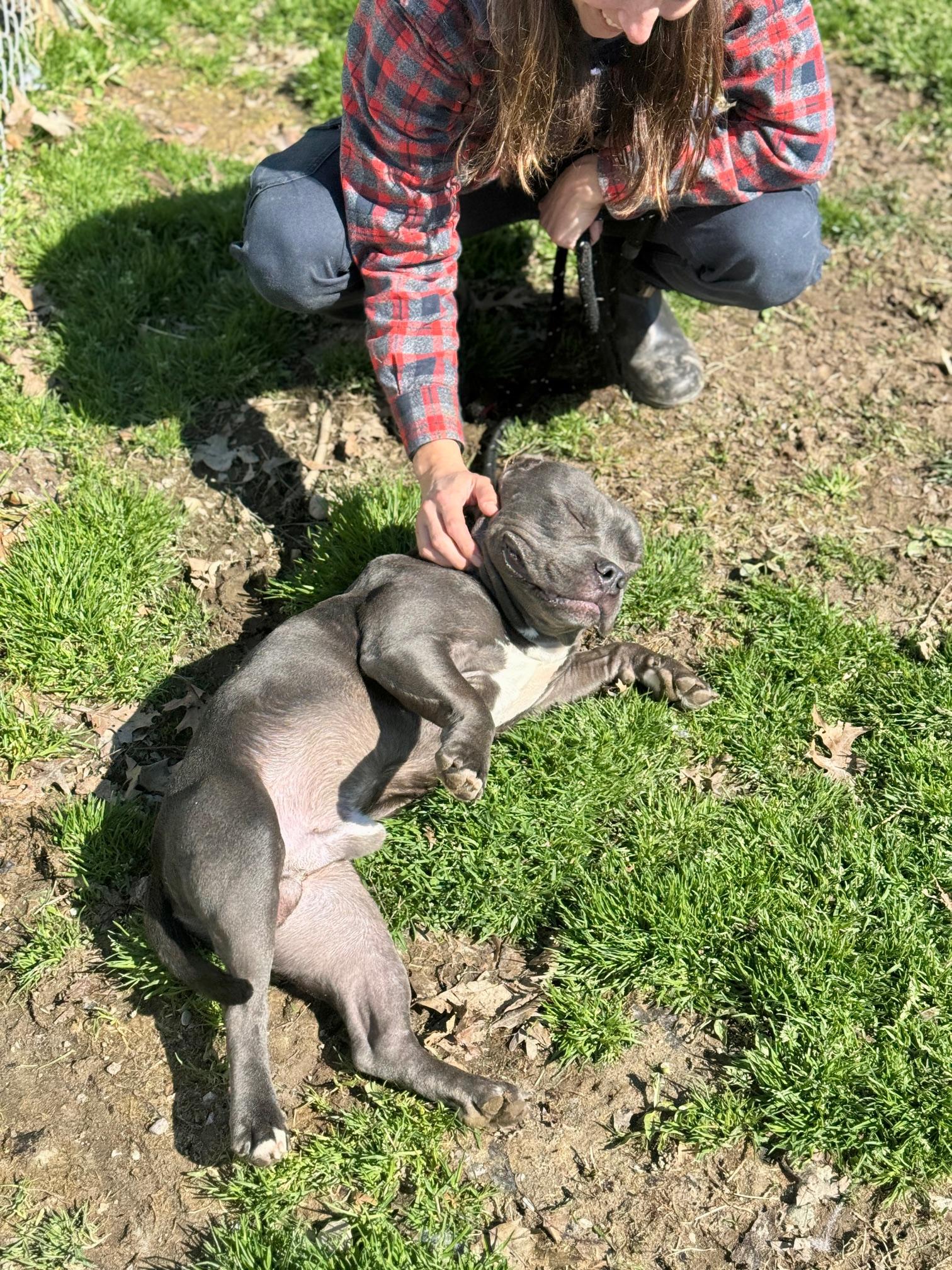 Enlarge King, an adopted mixed breed in Benton Harbor, MI image 6/6