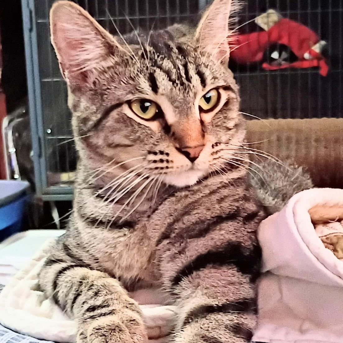 Enlarge Trudy - SPONSORED, a Adopted Domestic Short Hair in Fairview Heights, IL image 2/6